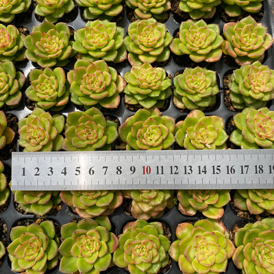 多肉植物 ラボタン 72株セット 品番AB0002