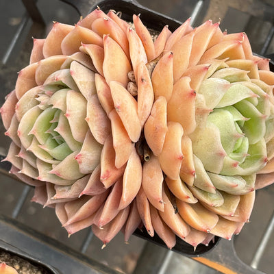 TH510     多肉植物   オウンスロー  （35株）セット