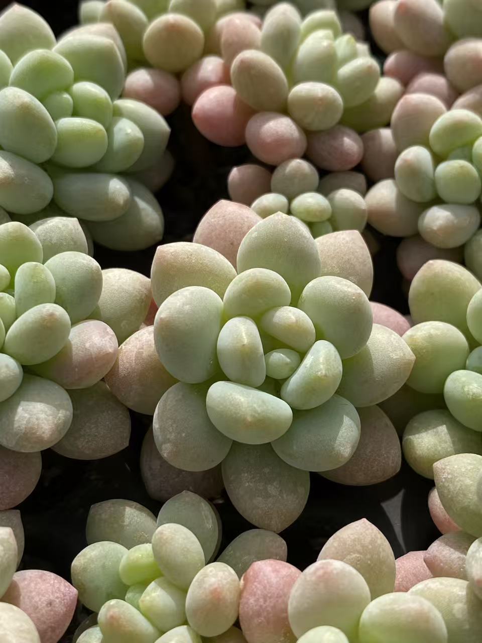 多肉植物 ショウロココ 128株セット 品番AB0100