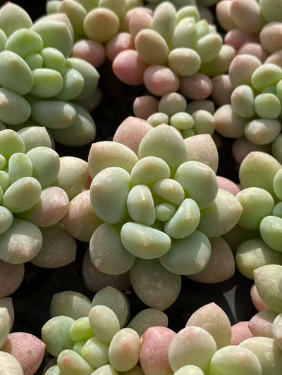 多肉植物 ショウロココ 128株セット 品番AB0100