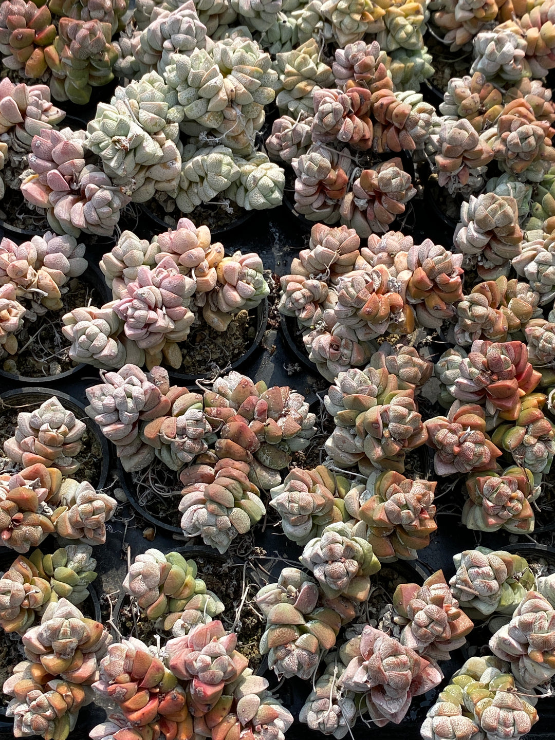 TH699 多肉植物 白稚 （28株）セット – 花のパッセージ