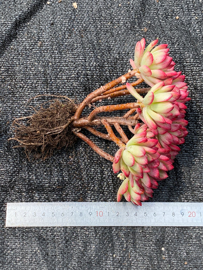 TH680     多肉植物     （24株）セット