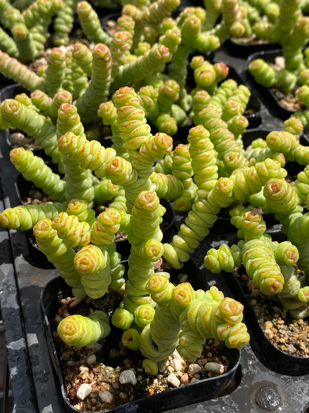 TH696 多肉植物 ドラセナ （30株）セット – 花のパッセージ