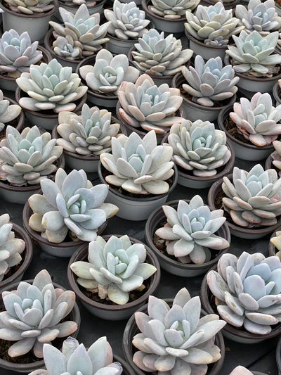 多肉植物 ユキレン 30株セット 3号鉢 品番AA00083