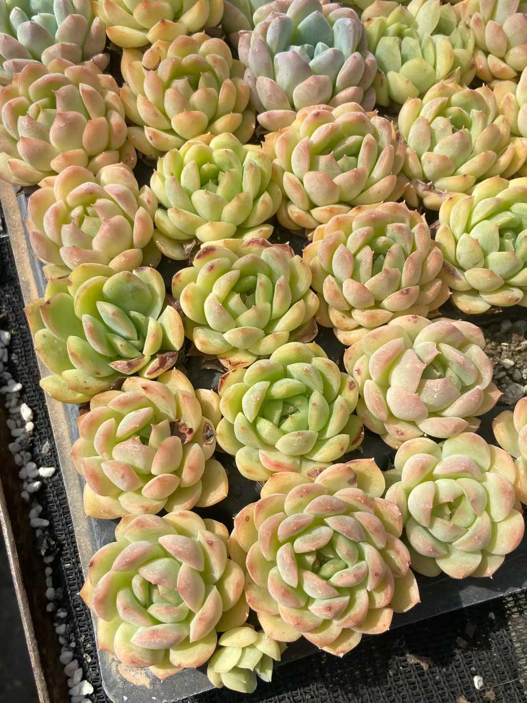 多肉植物 クジャクリン 105株セット 品番AB0115
