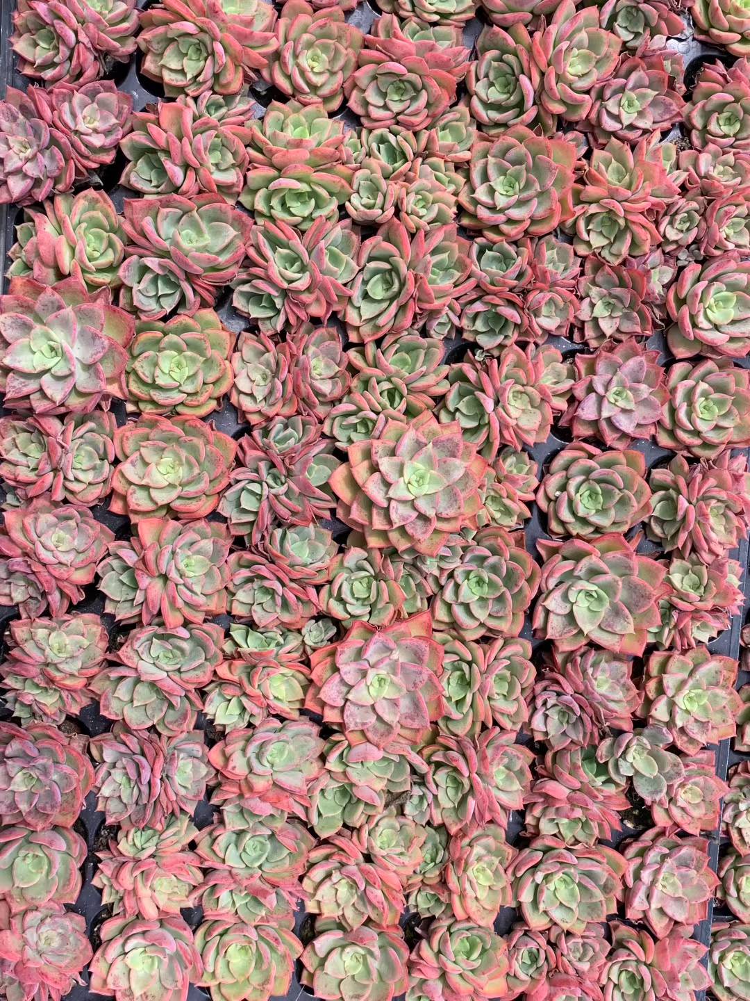 多肉植物 コウキ 105株セット 品番AB0193