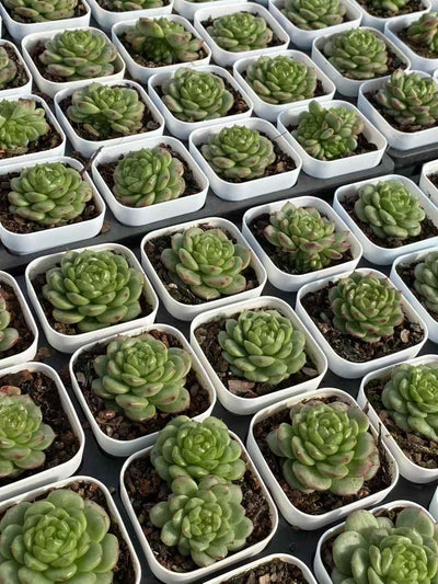 多肉植物 ライトバルブジェニー 24株セット 2.5号鉢 品番AA00017