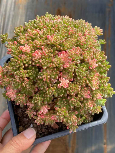 多肉植物 コビトマツリ・ニシキ 30株セット 4号鉢 品番AA00048