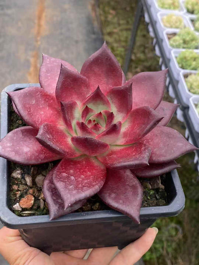 多肉植物 ロビン 12株セット 4号鉢 品番AA00050
