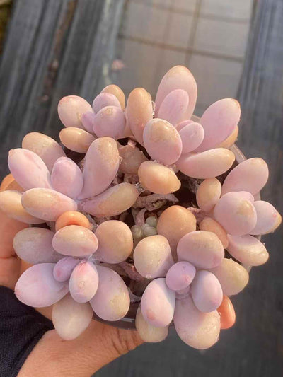 多肉植物 ピーチエッグ 30株セット 3号鉢 品番AA00041