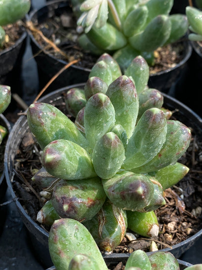 TH669     多肉植物     （40株）セット