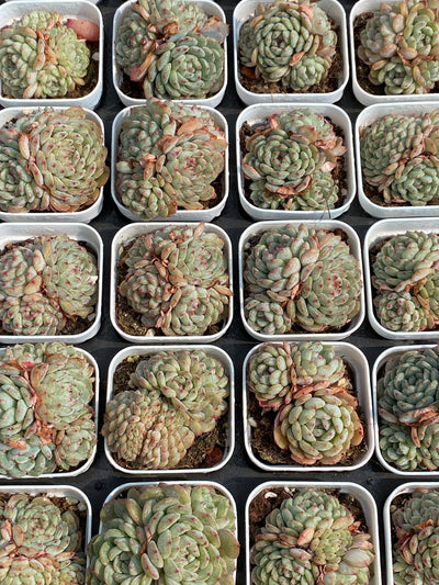 TH693     多肉植物   ホーニー  （30株）セット
