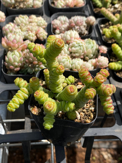 TH696     多肉植物    ドラセナ （30株）セット