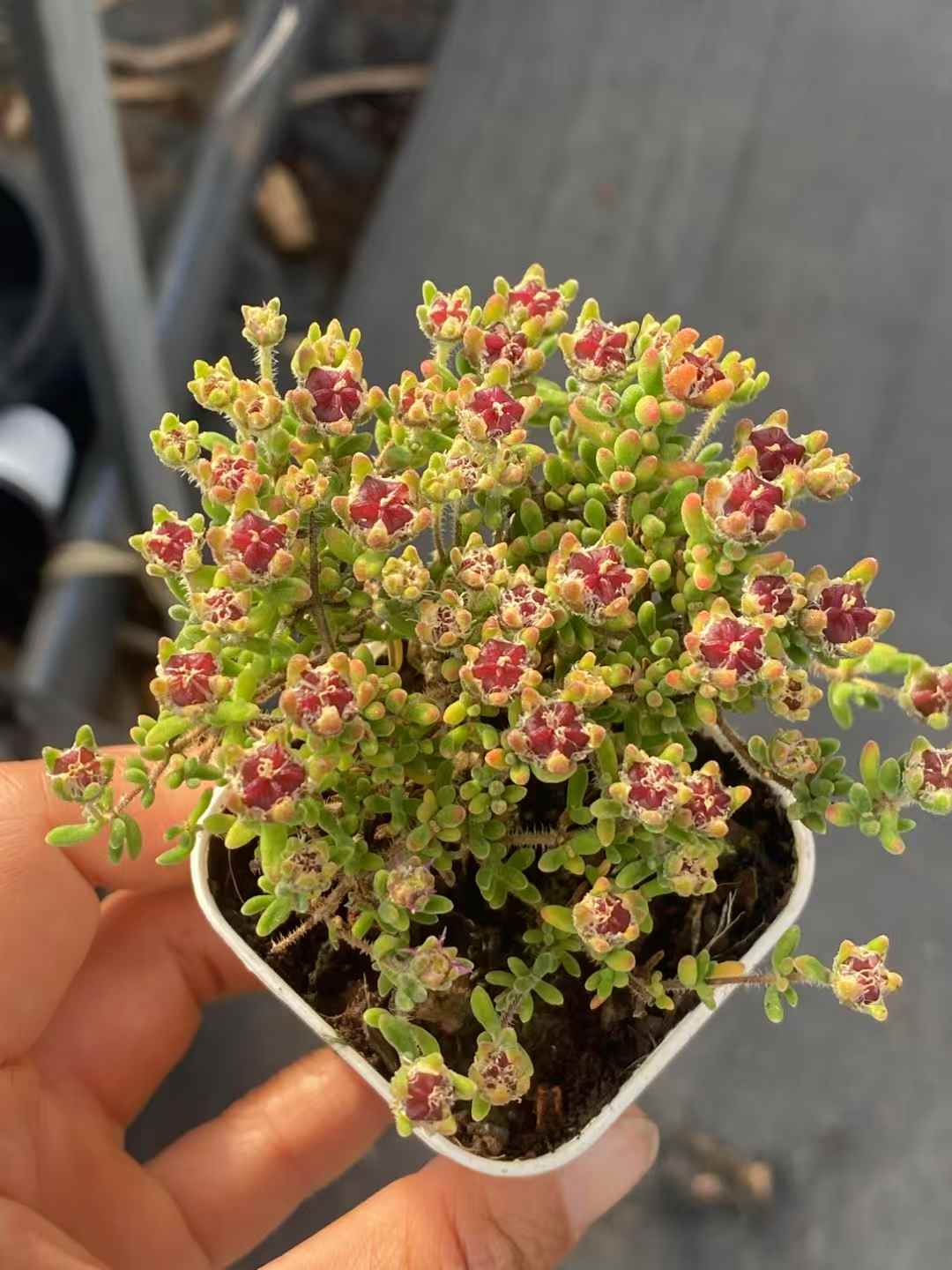 多肉植物 ルビー 50株セット 2号鉢 品番AA00006