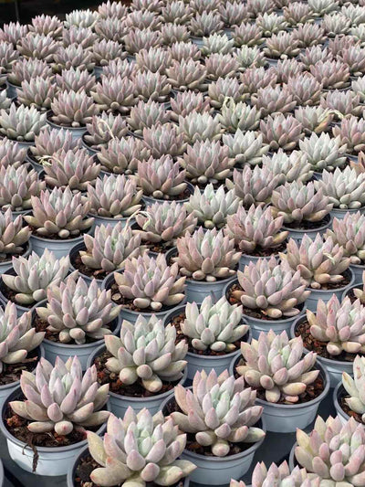 多肉植物 ソロモン 30株セット 3号鉢 品番AA00040