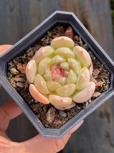 多肉植物 ホワイトラバー 24株セット 2.5号鉢 品番AA00069