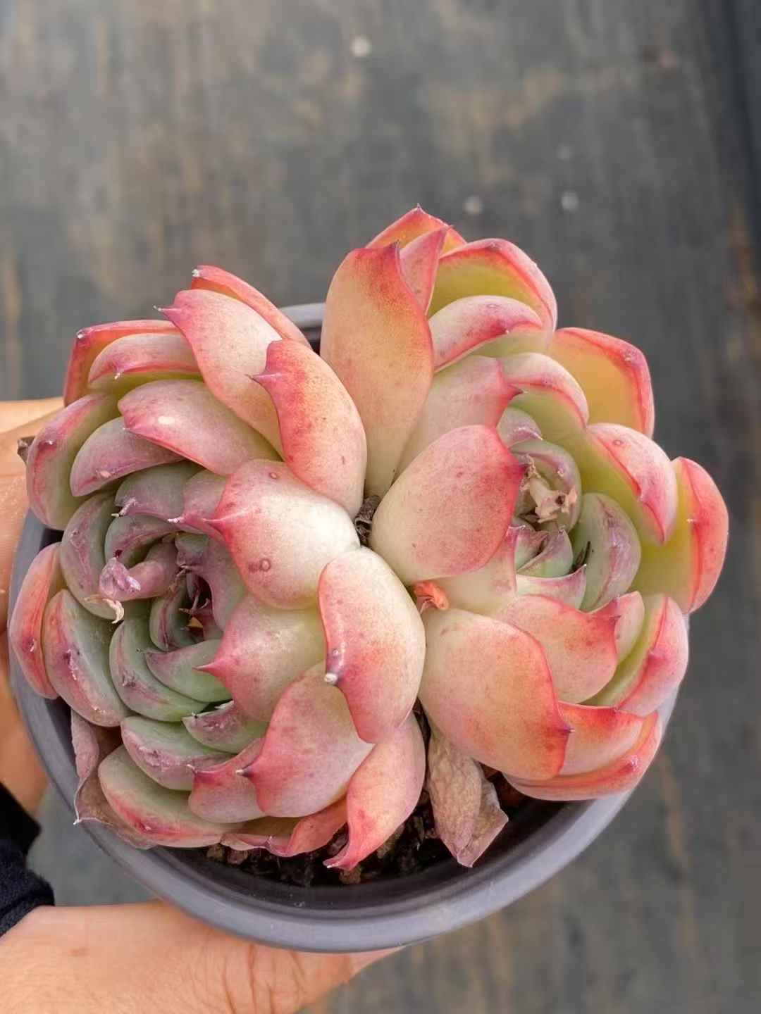 多肉植物 フェアリーエンチャント 30株セット 3号鉢 品番AA00031