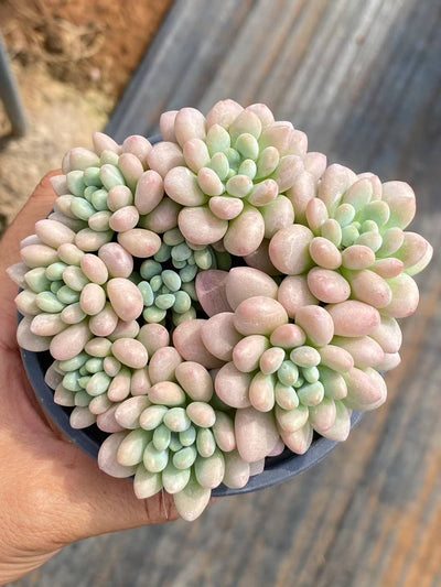 多肉植物 キャビア 30株セット 3号鉢 品番AA00077