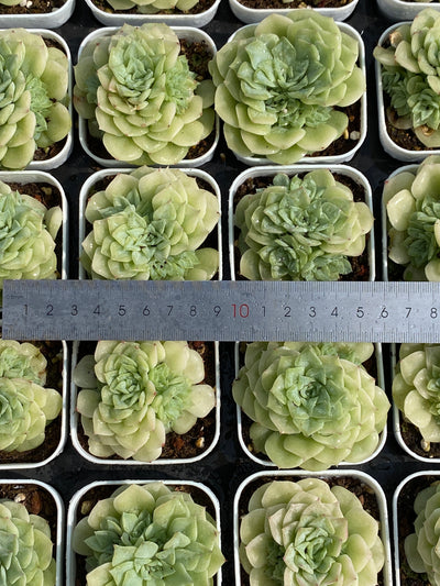 TH695     多肉植物     （30株）セット