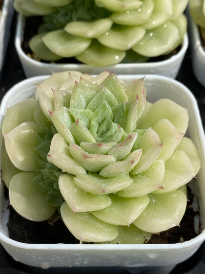 TH695     多肉植物     （30株）セット