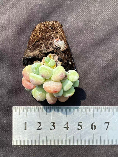 多肉植物 ラウル 72株セット 品番AB0084