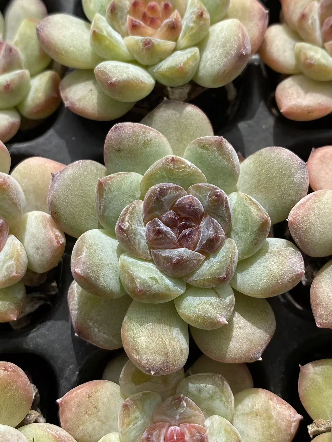 多肉植物 セイテイ 128株セット 品番AB0104