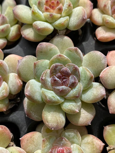 多肉植物 セイテイ 128株セット 品番AB0104